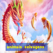 animais selvagens fotos e nomes